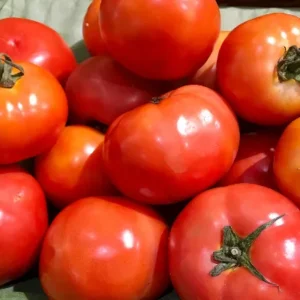 fresh tomato per kg